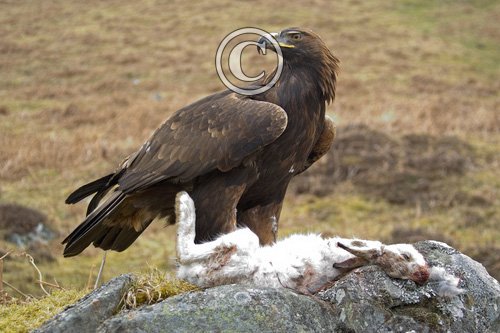 Golden Eagle DM0452